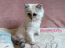 Absolutely beautiful Persian/ragdoll Kittens Persian
