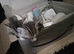 4 beautiful bengal kittens 12 weeks old 2 girls 2boys