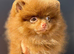 Chocolate and tan female Pomeranian