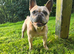 Male French bulldog, KCReg, 7yrs