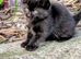2 kittens