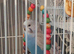 8 week old budgie
