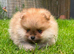 2 Beautiful Boy Pomeranian Puppies