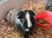 HARRY & RONNIE – BONDED BOYS – £30 FOR THE PAIR