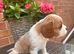 Kc LITTER OF 4 DNA CLEAR CAVALIER PUPPYS