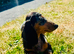 Beautiful Female Silver Dapple Dachshund Puppy