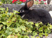 Gorgeous friendly bunny searching for a home
