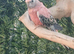 2 bourke parakeets