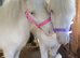 *2 Beautiful Unicorns For Sale*