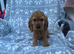 Cockapoo puppies for sale