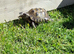 Tina the tortoise