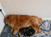 Adorable KC Registered Chow Chow Puppies For Sale