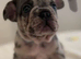French bulldog puppies