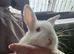 Lovely pure New Zealand male rabbits