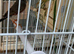 Zebra Finches for sale