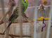 Free, 3 budgies.