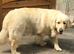 Beautiful golden retriever puppies
