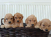 PRA clear miniature show type cockapoo puppies