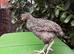 Handsome Purebred Cuckoo Marans Cockerel - Dark Egg Genetics