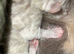 BSH/BLH Kittens Ready to Be Reserved