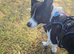 Bertie is looking for his forever