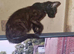 Black kitten 6 month old