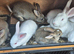 New Zealand and Flemish Bunny's