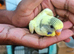 *Rare voilet indigo and purple Baby budgies ready soon