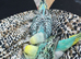 Two baby budgies