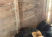 GSD puppies