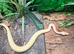 Albino Pinstripe Royal Python at Birmingham Reptiles