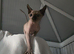 Female Sphynx Kitten