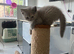 British shorthair and longhair kittens available