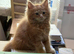 PURE BREED MAINE COON KITTENS FOR SALE, NOW ALL SOLD