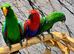 Friendly Baby HandReared Super Tame Cuddly Eclectus Parrot 11