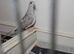 Juvenile Diamond Dove