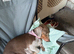 miniture dachshunds