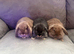 Pure Bred Mini Lops