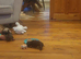 Puppy's