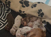 Miniature dachshund
