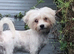 Maltese puppy