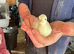 Peacock chicks