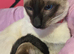 Male siamese