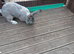 One  14 week old continental x flemish giant rabbit left