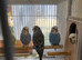 Gorgeous Baby Budgies.