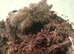 Hati hati spider for sale