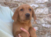 Gorgeous Kc registered fox red Labrador puppies