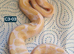 Piebald and albino ball pythons