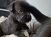 Labrador cross frugs