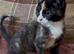 7 beautiful kittens ready for loving homes
